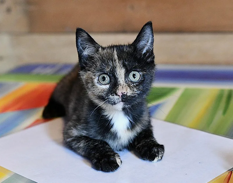 Chaka Khan thumbnail 3