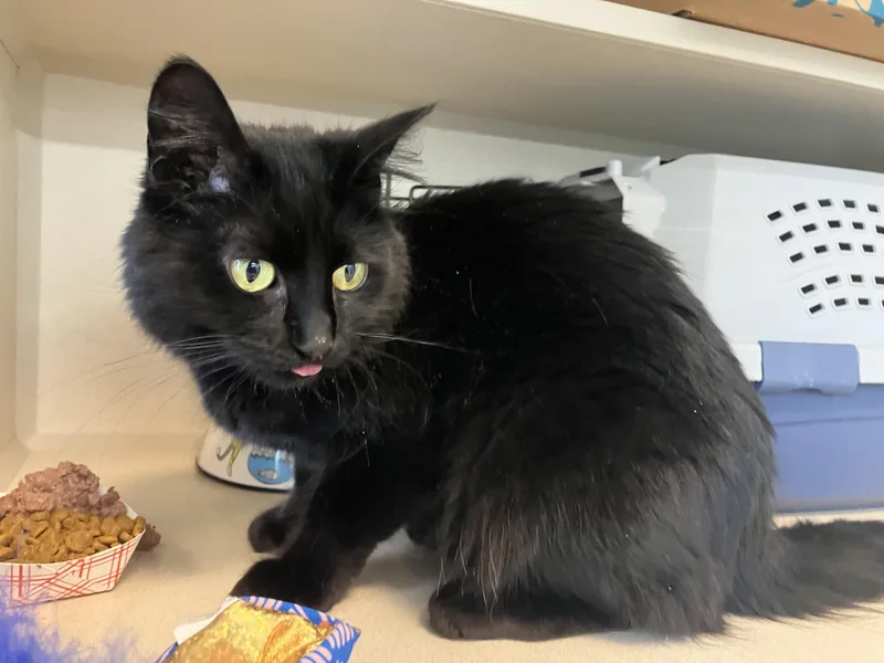 A young medium-sized female Black Domestic Long Hair cat named Meowghan for adoption in Eatontown, NJ