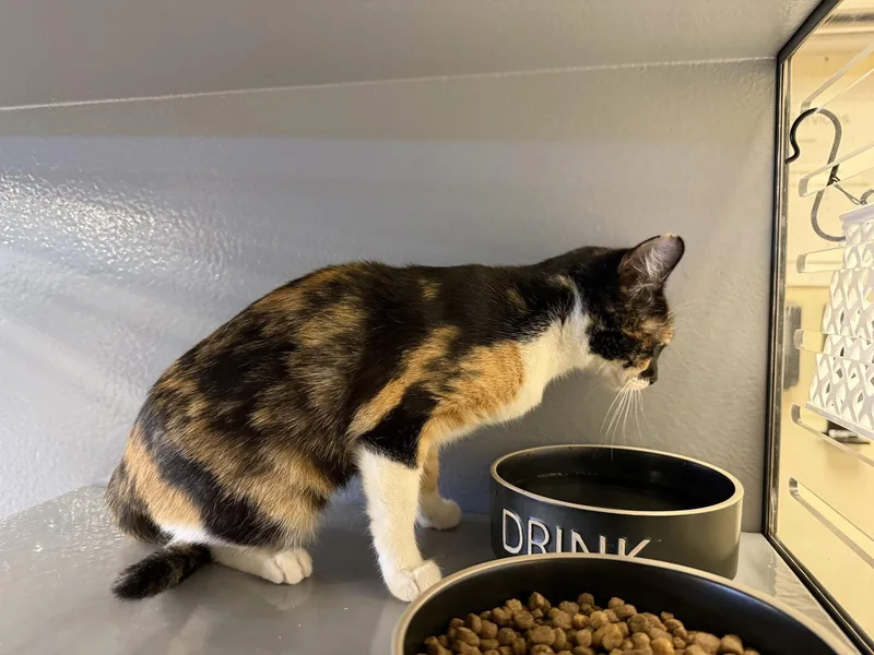 A young small-sized female Calico cat named Lourdes for adoption in Phoenix, AZ