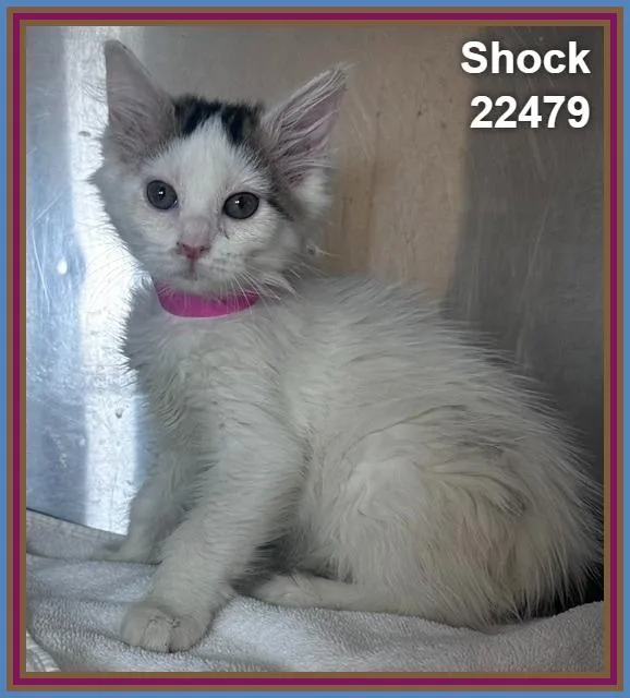 A baby medium-sized female Domestic Medium Hair cat named Shock for adoption in Marietta, GA