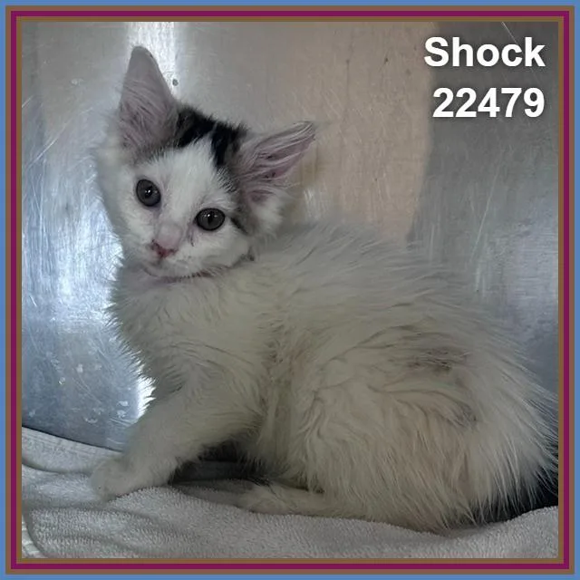 Shock thumbnail 2