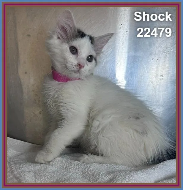 Shock thumbnail 6