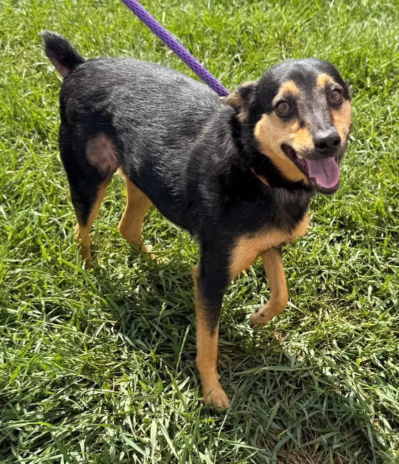 An adult small-sized male Miniature Pinscher dog named Julius for adoption in Defiance, OH