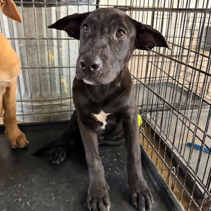A baby medium-sized male Black Pit Bull Terrier dog named Luxembourg for adoption in Edinburg, TX