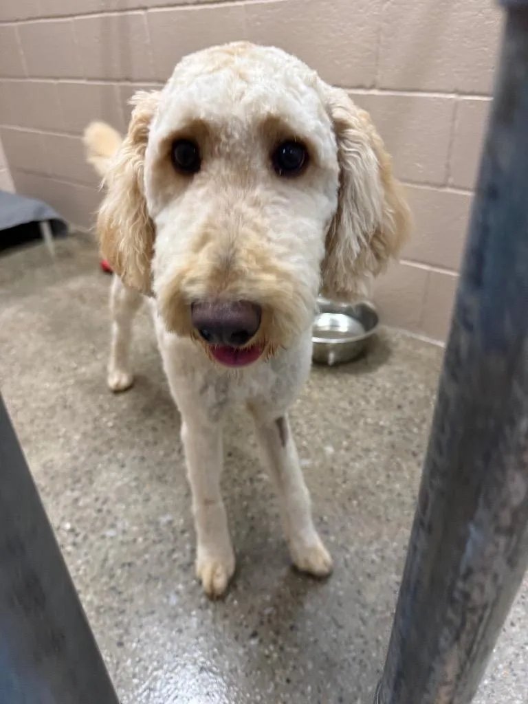 A baby medium-sized female Poodle dog named Cassia for adoption in Burnsville, NC