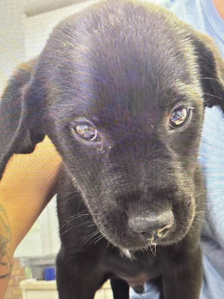 A baby small-sized male Shepherd dog named Thor for adoption in Brookings, OR