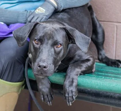 An adult large-sized male Mixed Breed dog named Chavo for adoption in Chamblee, GA