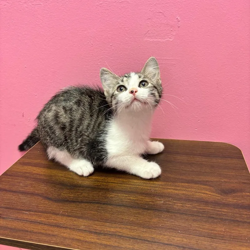 A baby small-sized female Torbie Domestic Short Hair cat named Catly for adoption in Webster, TX