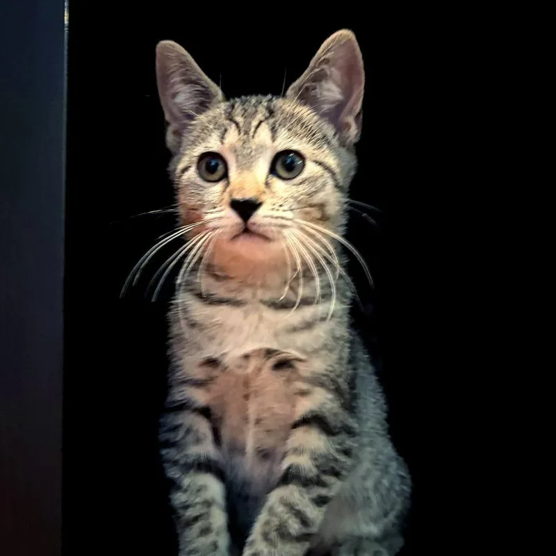 A baby small-sized male Domestic Short Hair cat named Bentley for adoption in Cumming, GA