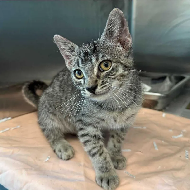 A baby small-sized male Brown / Chocolate Domestic Short Hair cat named Dapper Dan for adoption in Los Angeles, CA