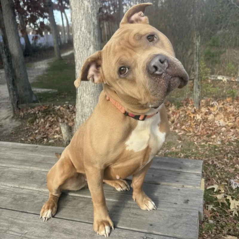 Cinnabon thumbnail 3