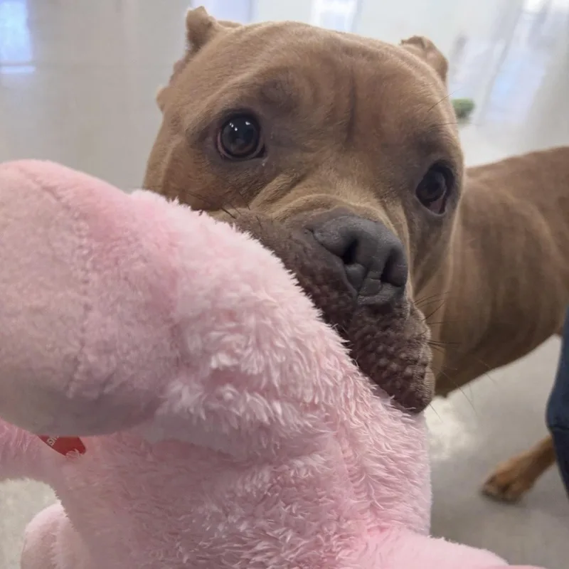 Cinnabon thumbnail 6