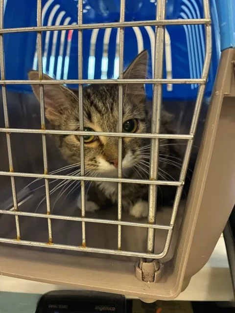 A young small-sized female Domestic Medium Hair cat named A for adoption in Palmetto, FL