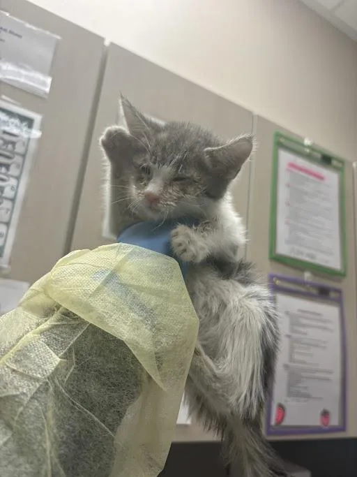 A baby small-sized male Domestic Short Hair cat named Saint for adoption in Las Vegas, NV