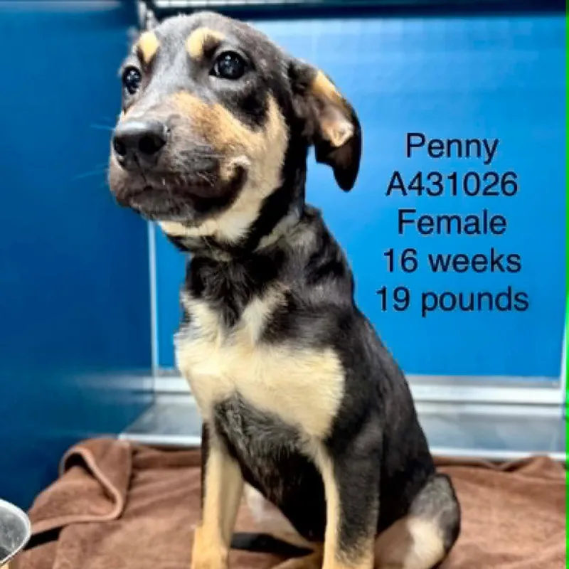 Penny thumbnail 4