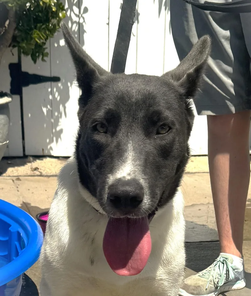A young medium-sized female Australian Shepherd dog named Laurin for adoption in Newport Beach, CA