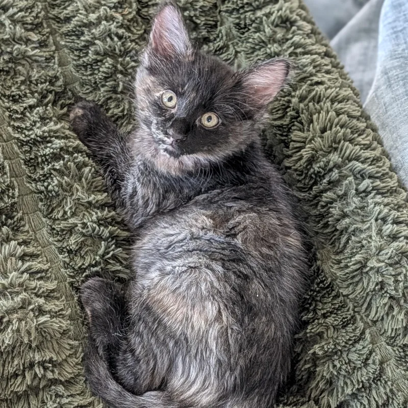 A baby small-sized female Tortoiseshell Domestic Short Hair cat named Daphne bonded to Velma for adoption in Portland, OR