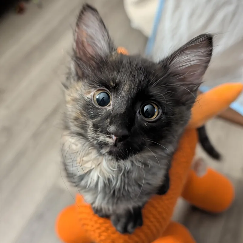 Daphne bonded to Velma thumbnail 4