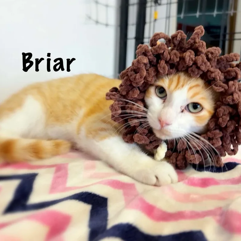 A baby medium-sized male Orange & White Domestic Medium Hair cat named Briar for adoption in St. George, UT