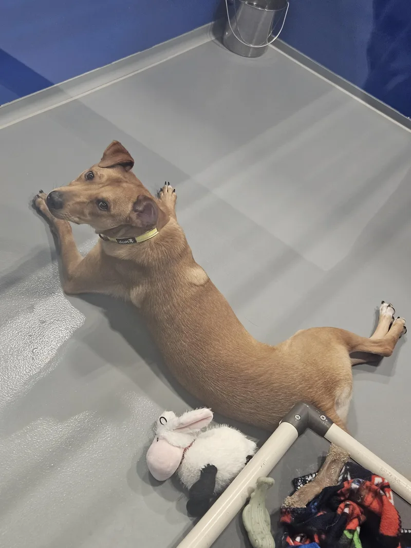 A baby medium-sized male Yellow / Tan / Blond / Fawn Shepherd dog named Scooby Doo for adoption in Kalamazoo, MI