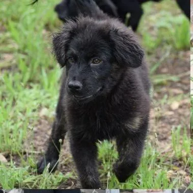 A baby small-sized male Black Mixed Breed dog named Popsicle for adoption in Jersey City, NJ