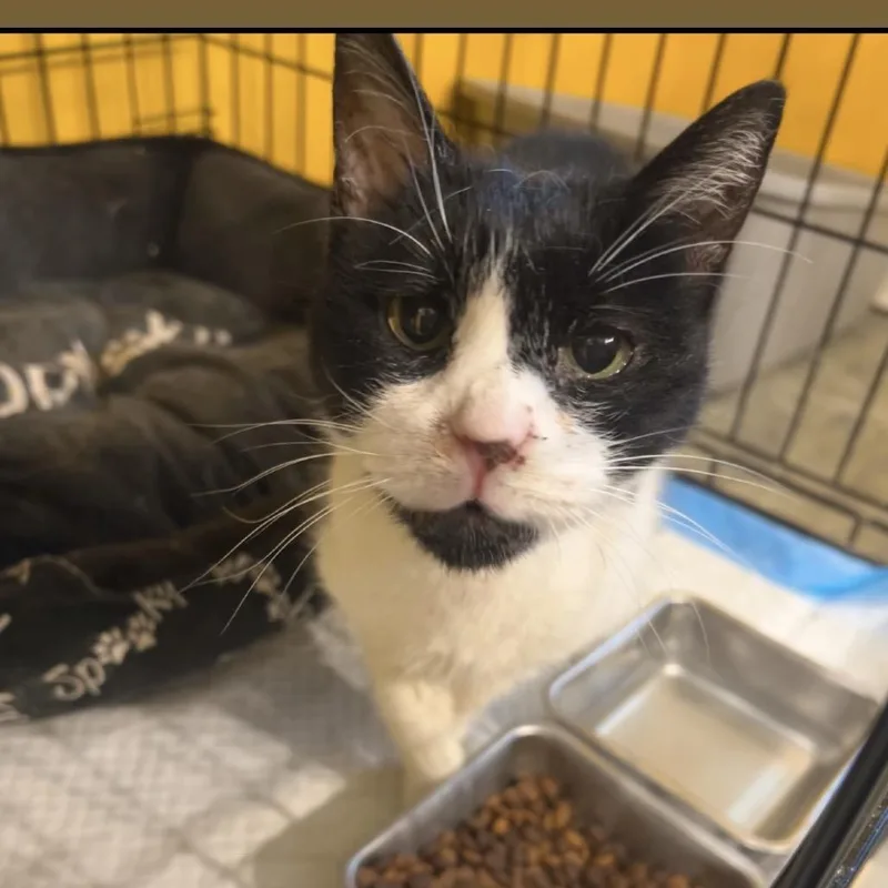 A senior small-sized female White Domestic Short Hair cat named Lucy for adoption in Howard beach, NY