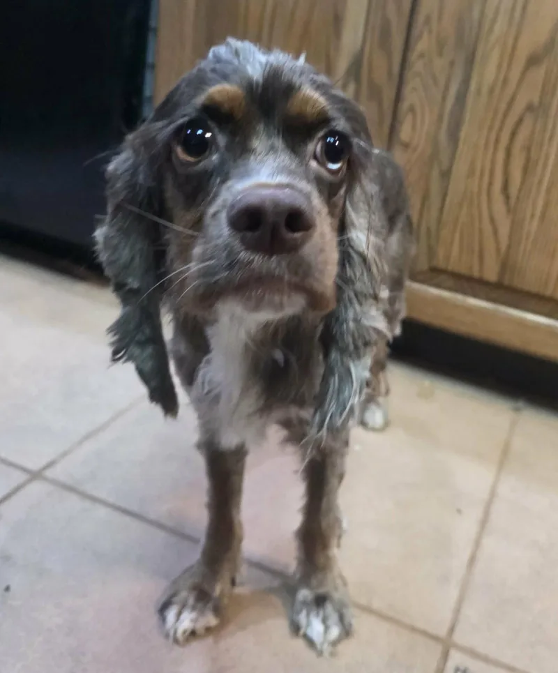A young medium-sized female Cocker Spaniel dog named Olive Oyle for adoption in Cuba, NY