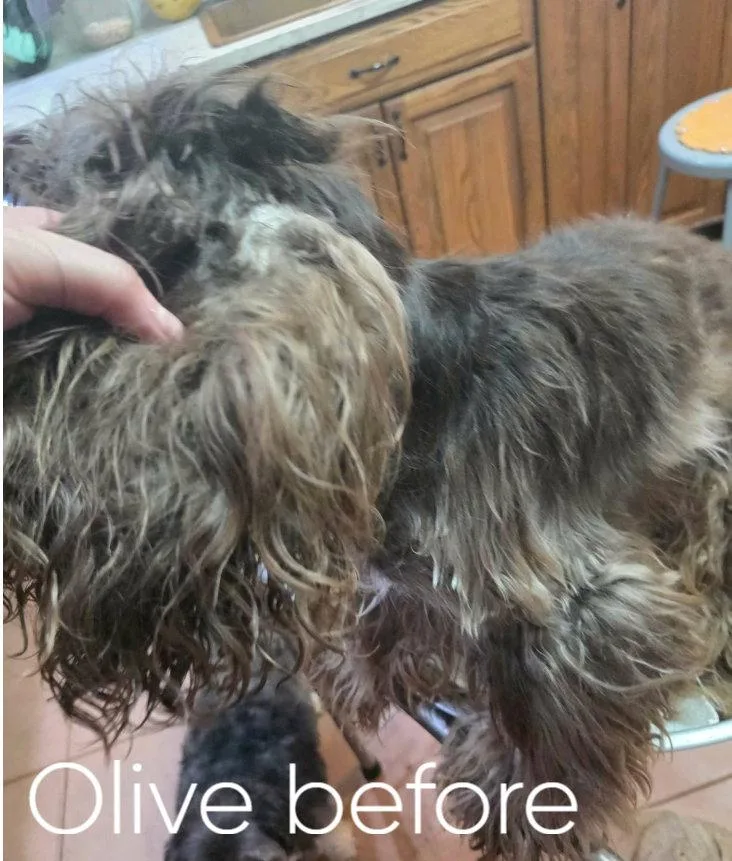 Olive Oyle thumbnail 2