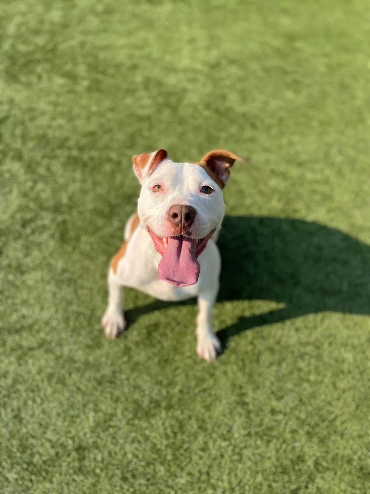 An adult large-sized female White / Cream Pit Bull Terrier dog named Pinky for adoption in Godfrey, IL