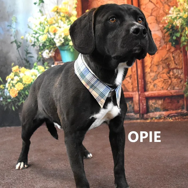 Opie