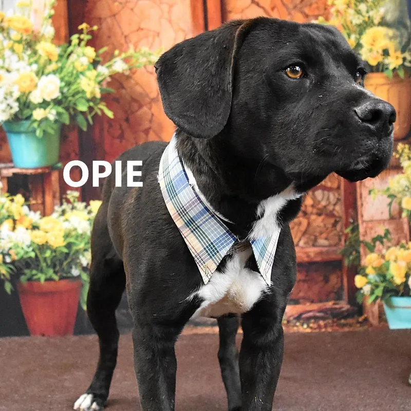 Opie thumbnail 2