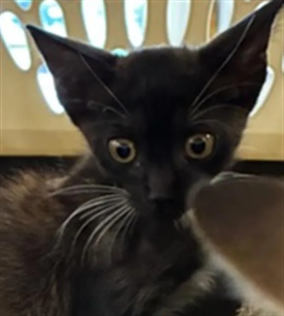 A baby small-sized male Domestic Short Hair cat named Huey for adoption in Palmetto, FL