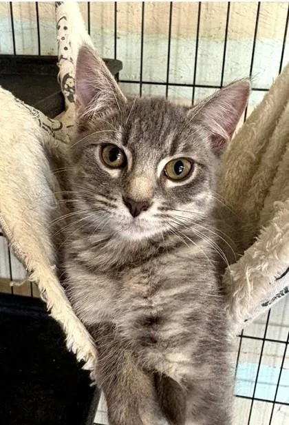 A baby small-sized female Domestic Medium Hair cat named Violet for adoption in Clinton, MO