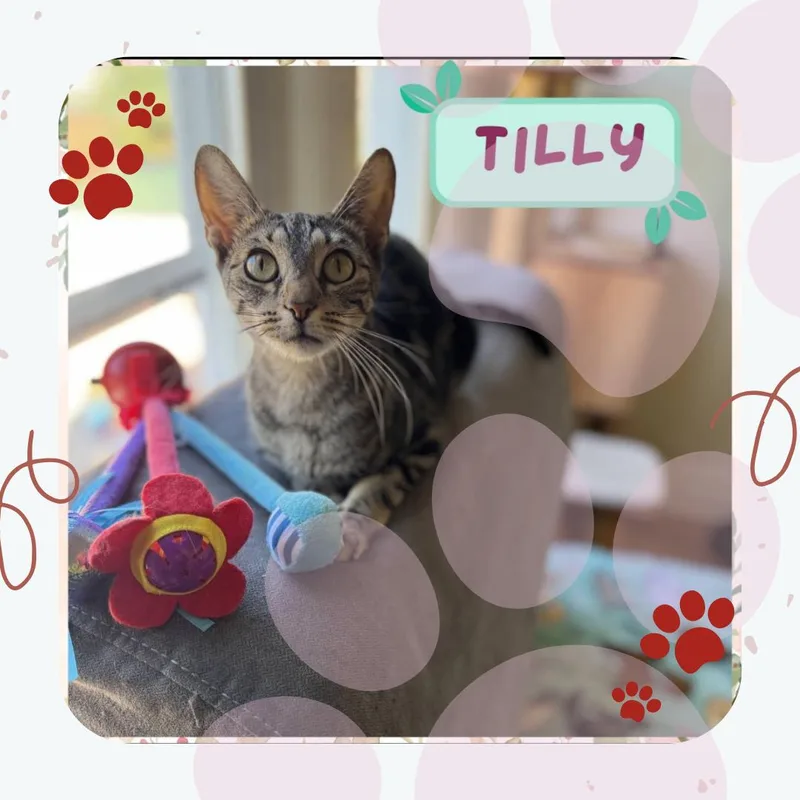 Tilly thumbnail 2