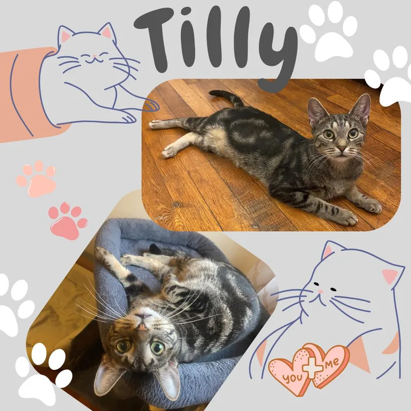 Tilly thumbnail 3