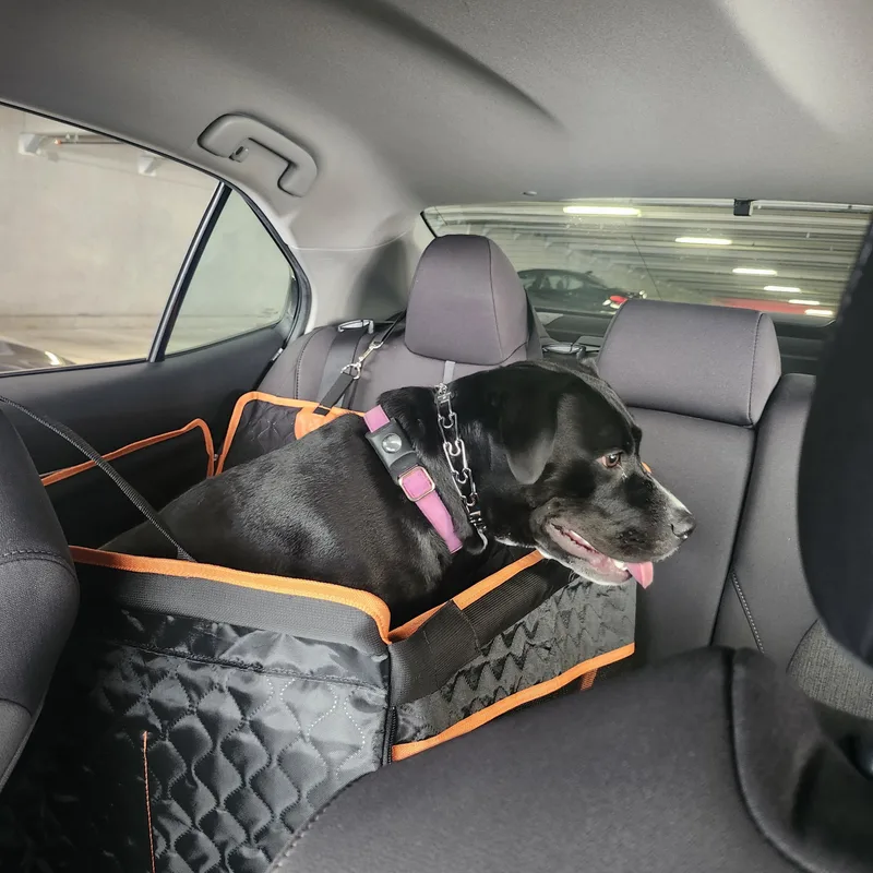 Bizou Gdp thumbnail 2