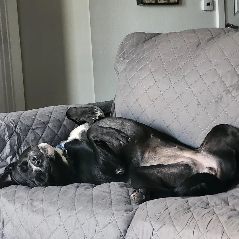 Bizou Gdp thumbnail 3