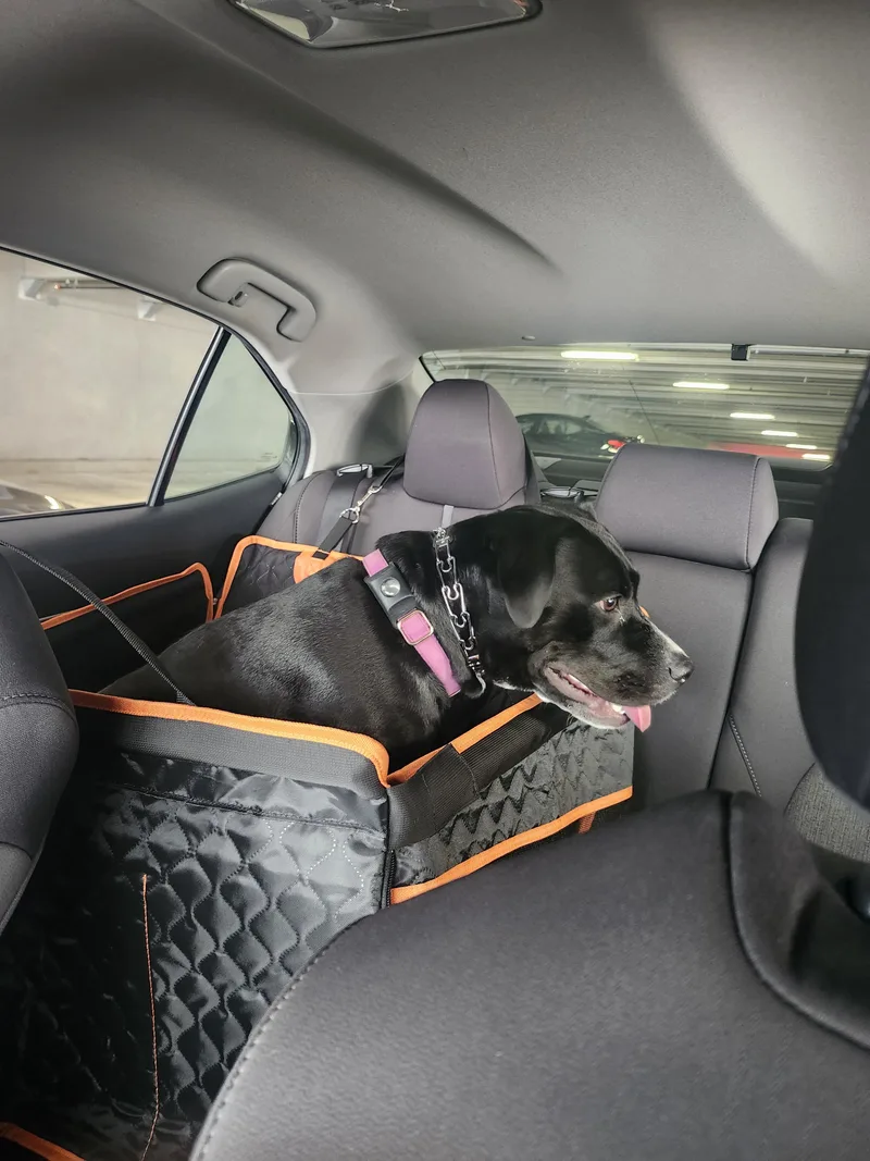 Bizou Gdp thumbnail 4