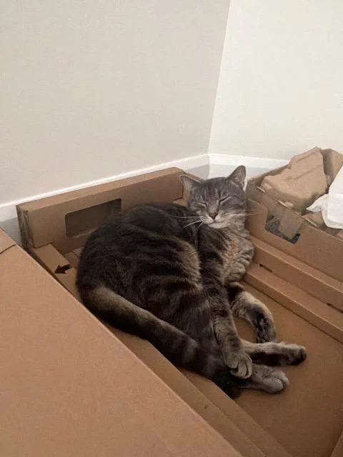 An adult medium-sized male Domestic Short Hair cat named Commander Cucumber for adoption in Cincinnati, OH