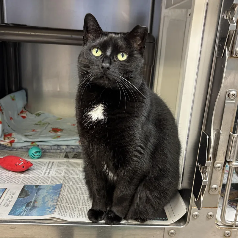An adult medium-sized female Black Domestic Short Hair cat named Sheeley for adoption in Beacon, NY