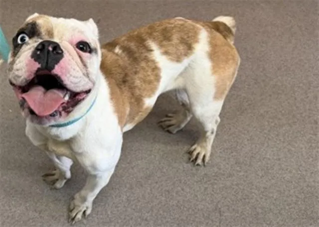 A young small-sized female English Bulldog dog named Shiloh for adoption in San Bernardino, CA
