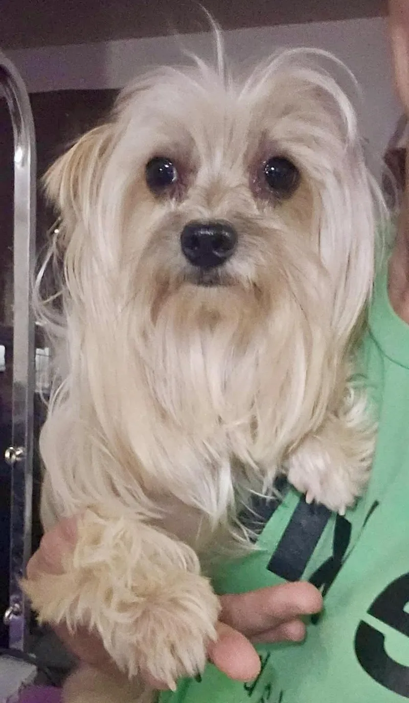 A young small-sized male White / Cream Yorkshire Terrier dog named Reggie for adoption in Pocatello, ID