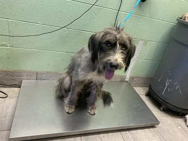 A young large-sized female Shetland Sheepdog / Sheltie dog named Chispita for adoption in Grand Prairie, TX