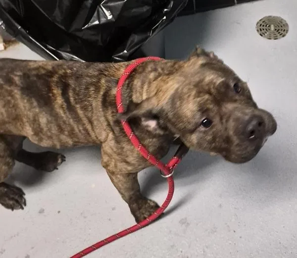 An adult medium-sized female Pit Bull Terrier dog named Pen  Ayeh for adoption in Lawrenceville, GA
