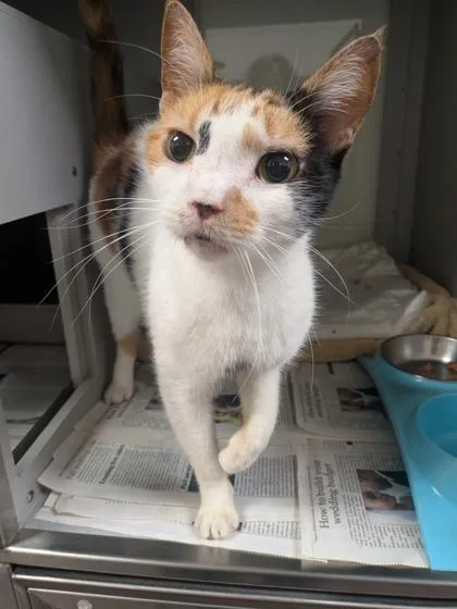 An adult medium-sized female Domestic Short Hair cat named Halzey for adoption in Louisburg, NC