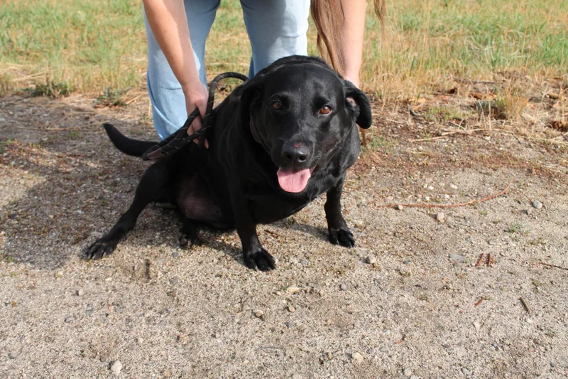 An adult medium-sized female Labrador Retriever dog named Mazy for adoption in McCall, ID