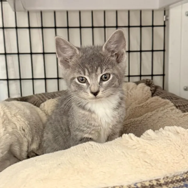 A baby small-sized female Domestic Short Hair cat named Leorio for adoption in Ewing, NJ