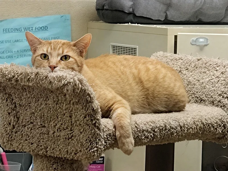 A young medium-sized male Orange / Red Tabby cat named Chester for adoption in Schaumburg, IL