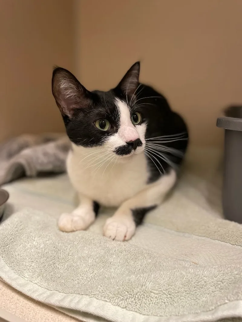 An adult medium-sized male Black Domestic Short Hair cat named Mustache for adoption in Hackensack, MN
