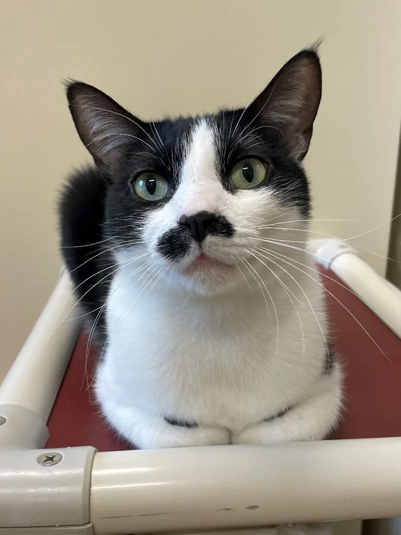 Mustache thumbnail 3